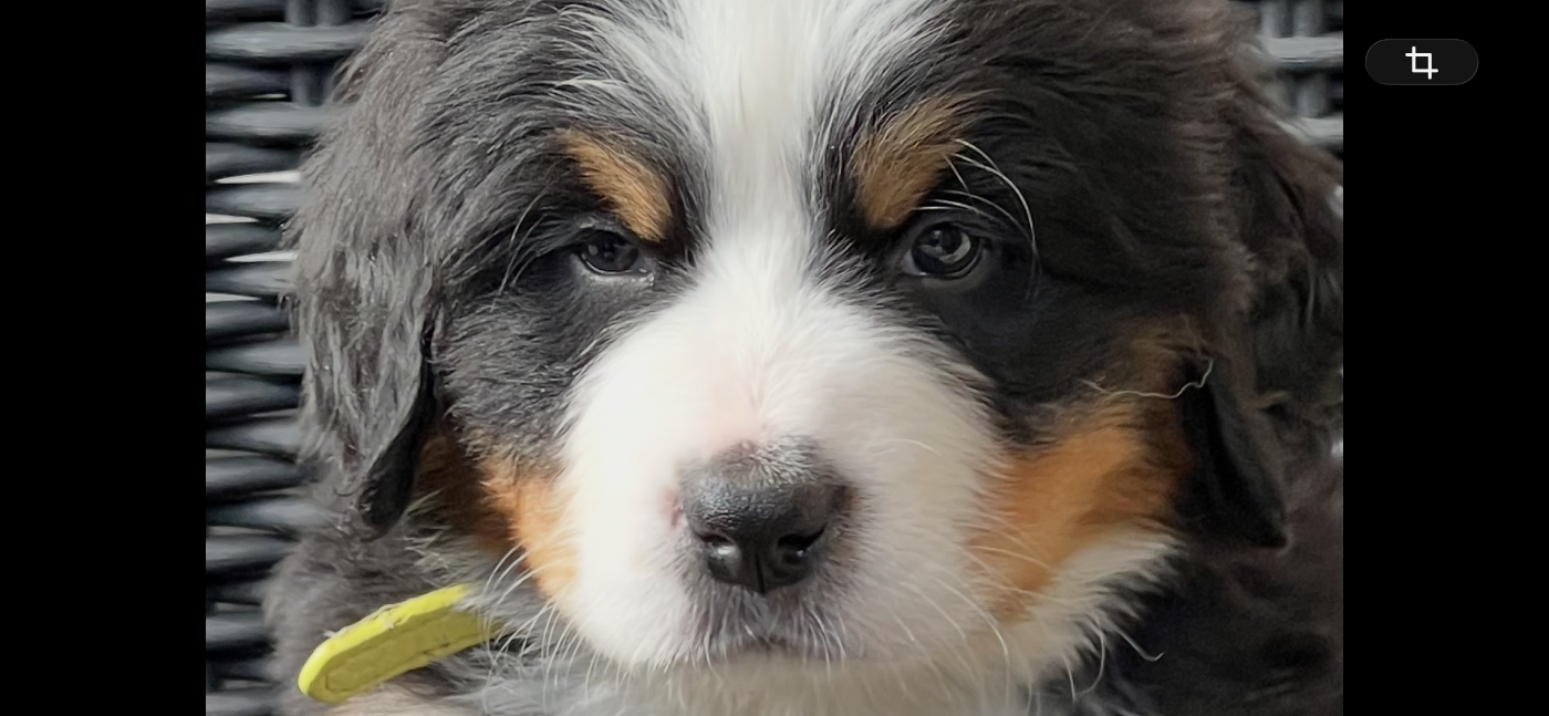 du Loup de la Roche des Vents - Chiots disponibles - Bouvier Bernois