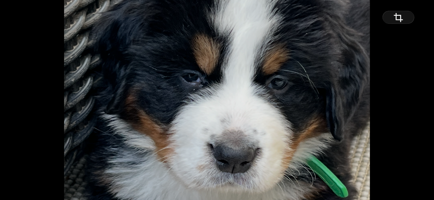 du Loup de la Roche des Vents - Chiots disponibles - Bouvier Bernois