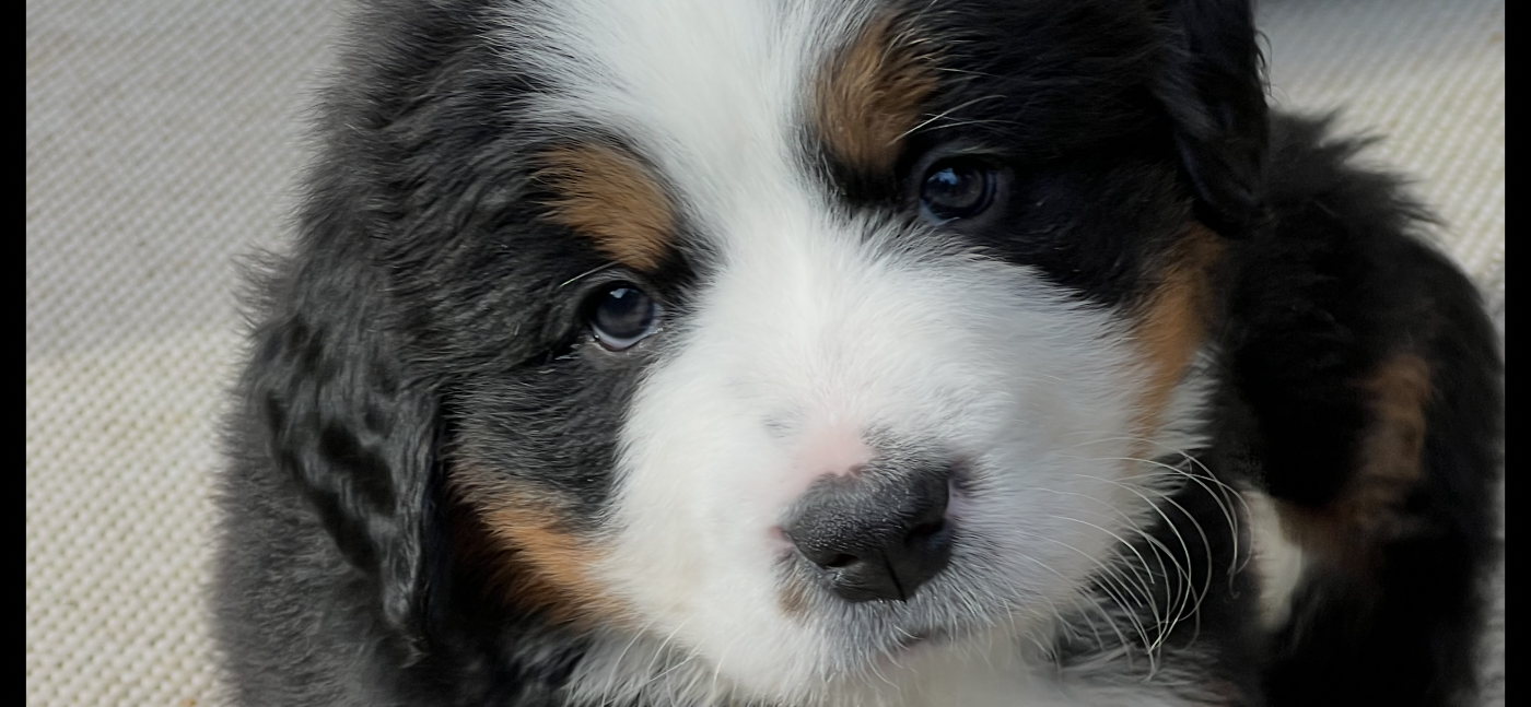 du Loup de la Roche des Vents - Chiots disponibles - Bouvier Bernois