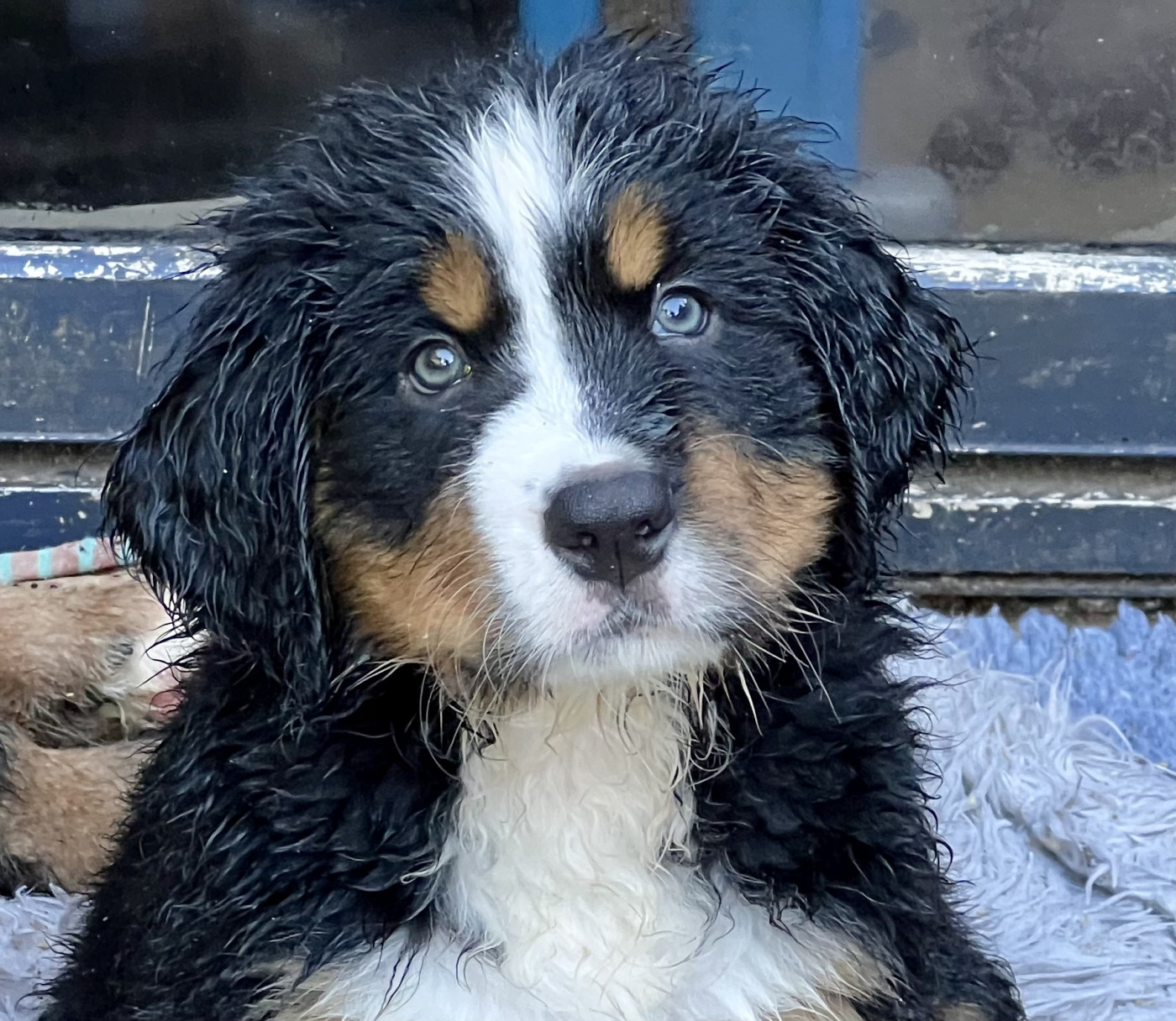 du Loup de la Roche des Vents - Chiots disponibles - Bouvier Bernois