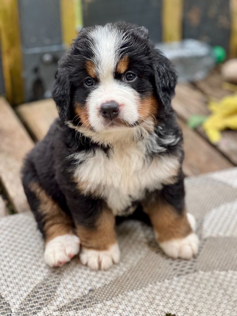 du Loup de la Roche des Vents - Chiots disponibles - Bouvier Bernois