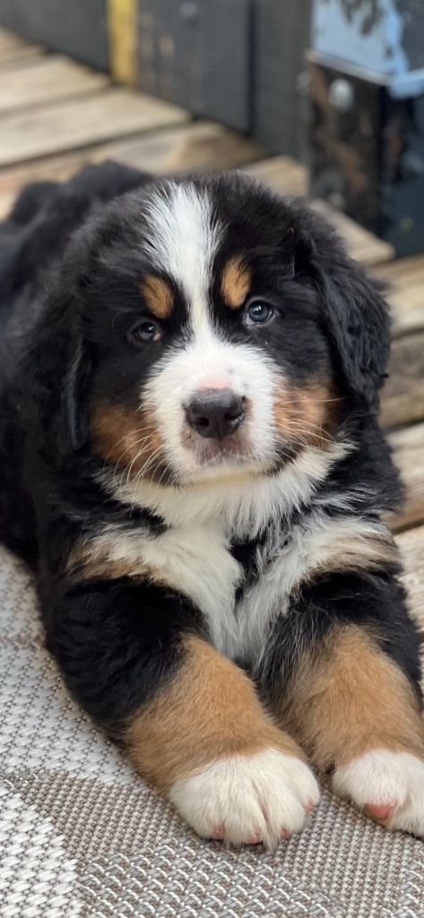 du Loup de la Roche des Vents - Chiots disponibles - Bouvier Bernois