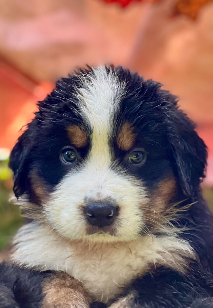 du Loup de la Roche des Vents - Chiots disponibles - Bouvier Bernois