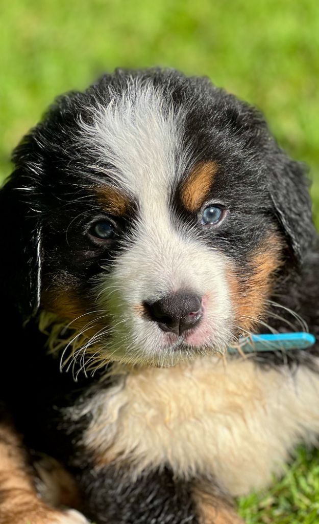 du Loup de la Roche des Vents - Chiots disponibles - Bouvier Bernois