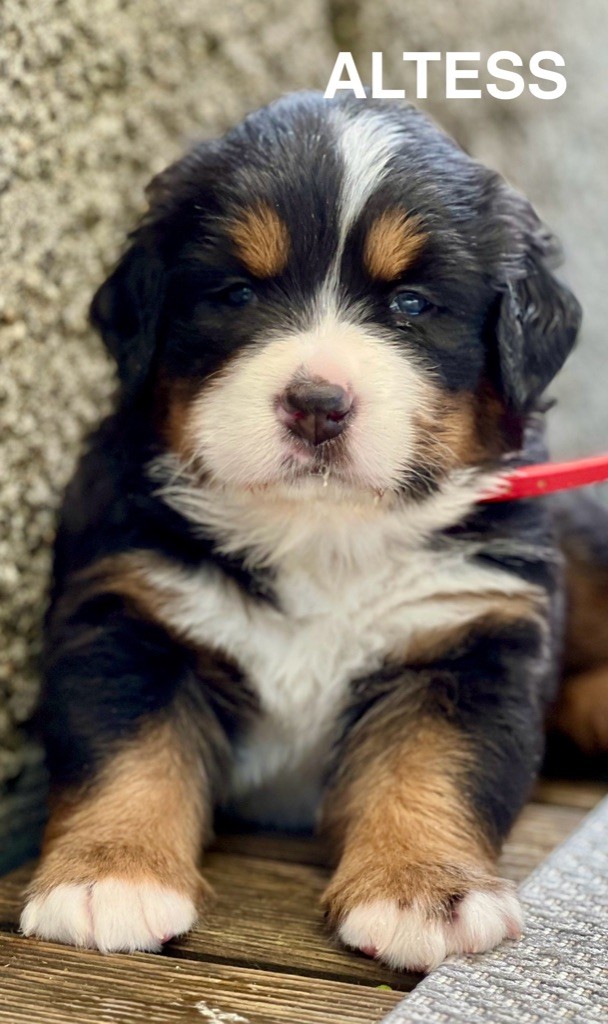 du Loup de la Roche des Vents - Chiots disponibles - Bouvier Bernois