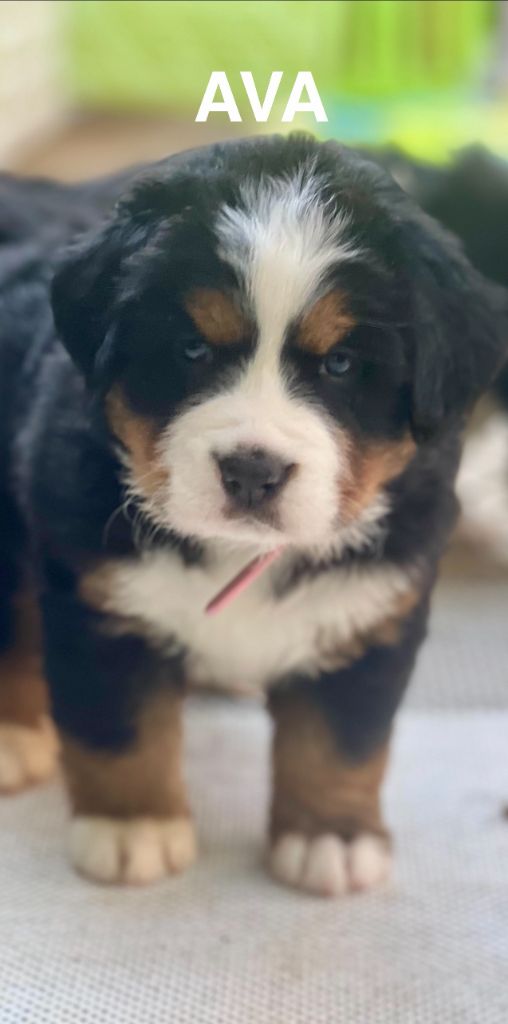 du Loup de la Roche des Vents - Chiots disponibles - Bouvier Bernois
